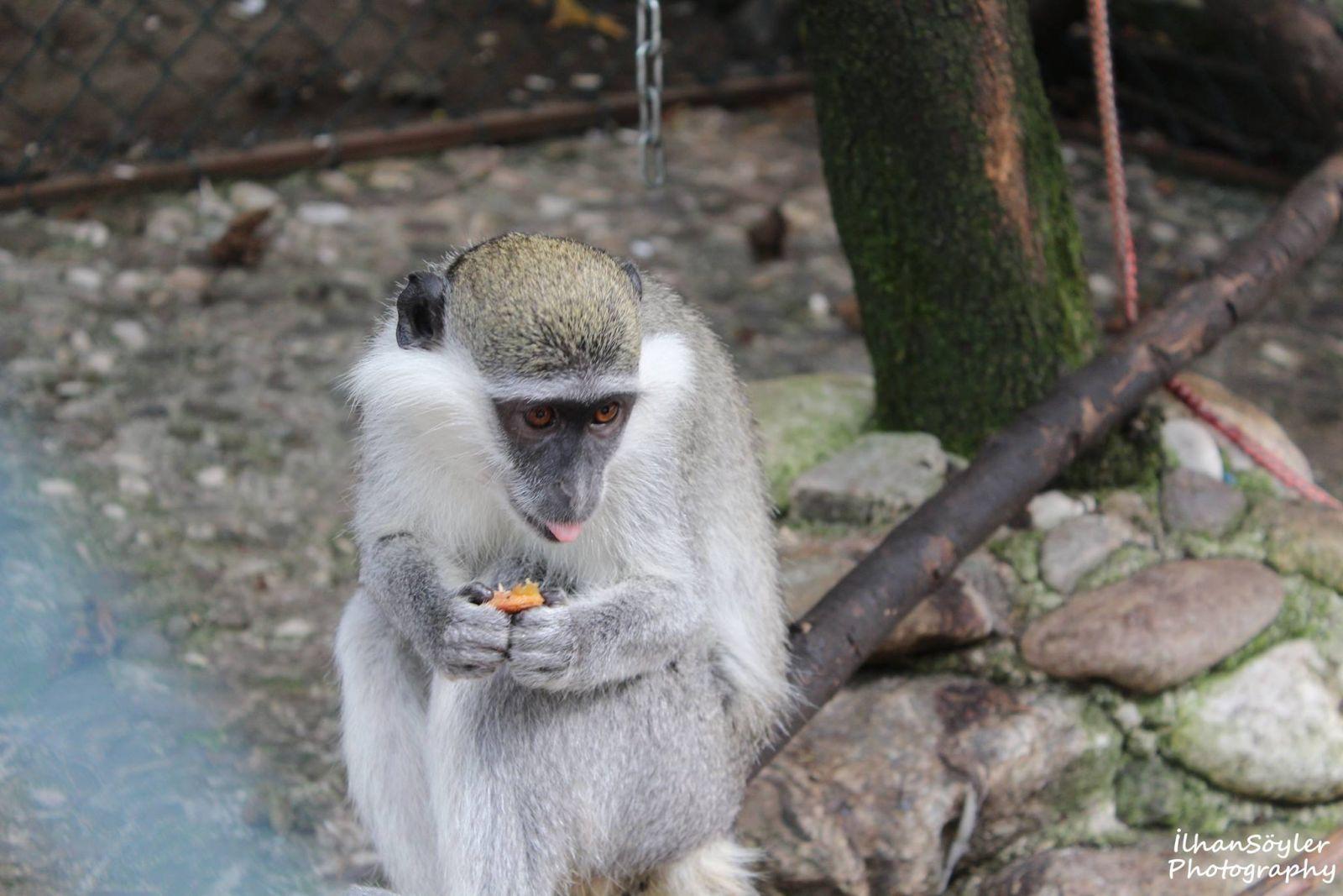 Maymun Açken Ben Ben Değilim :)