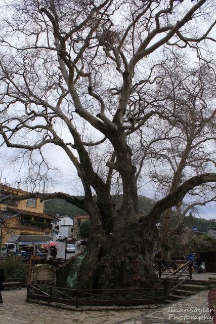Antakya Samandağ Hıdırbey Köyünde ki Hz.Musa Çınar Ağacı