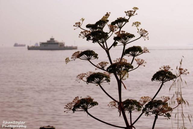 Sen Geçerken Sahilden.